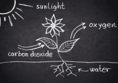 Photosynthesis