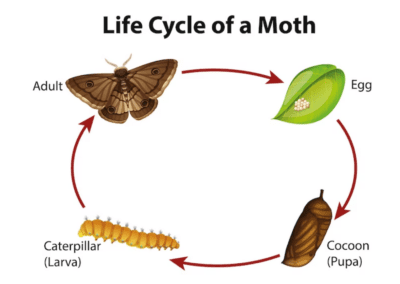 Life Cycle