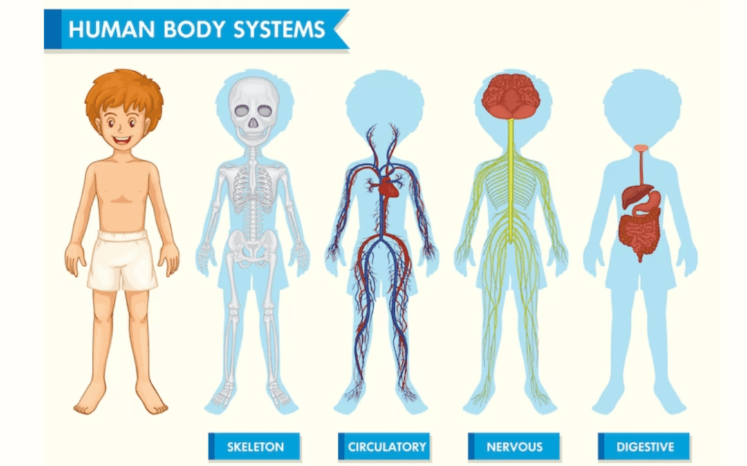 Human systems