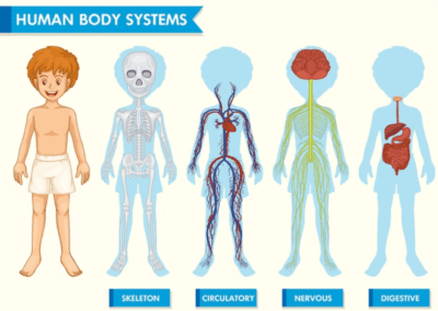 Human Systems