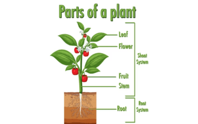 Plant system